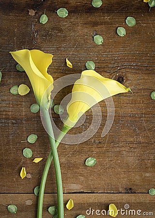 Two yellow lilies close up with crossed stems and scattered tiny green leaves on a rustic wood table as a background Stock Photo