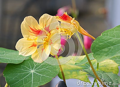 Two yellow and red nasturtiums in close up in a garden in autumn Stock Photo