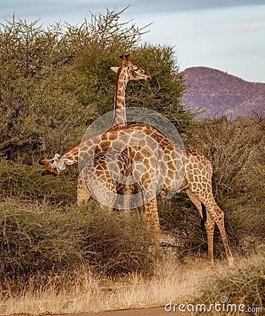 Two young adult male giraffes fight Stock Photo