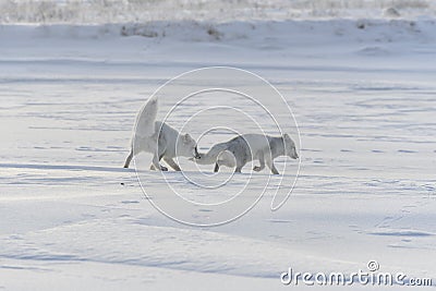 Two young arctic foxes Vulpes Lagopus in wilde tundra. Arctic fox playing Stock Photo