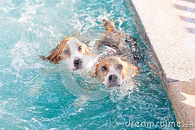 Two young beagle dog playing on the swimming pool - look up Stock Photo