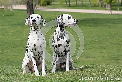 Two young beautiful Dalmatian dogs Stock Photo