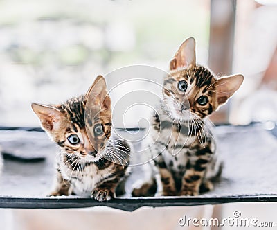 Two young Bengal cats portrait. Cute kittens Stock Photo