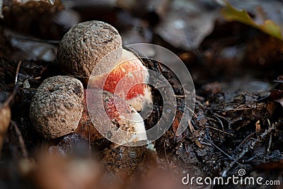 Two really young bitter beech bolete mushrooms (Caloboletus calopus) Stock Photo