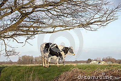 Two young black and white cows stand side by side on a dike in Holland, under tree branches Stock Photo