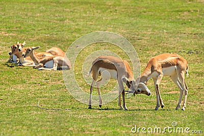 Two young blackbuck, or Indian antelopes, fight Stock Photo