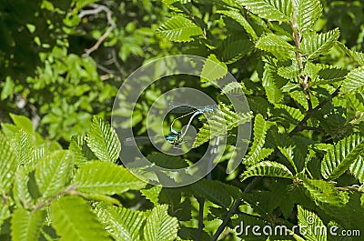 Two young dragonflies copulate on a tree branch. Stock Photo