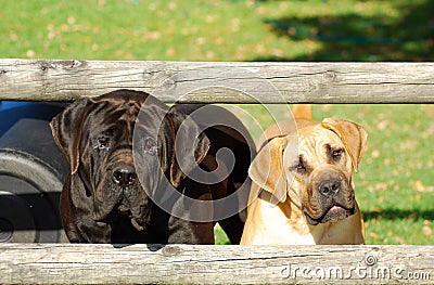 Boerboel farm dogs Stock Photo