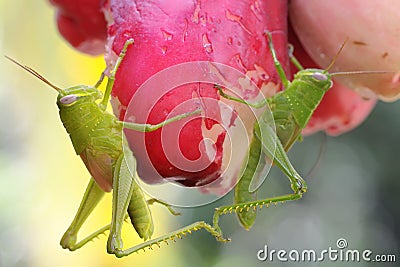 Two young, bright green grasshoppers are eating pink Malay apples. Stock Photo