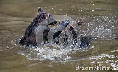 Fighting brown bears in a muddy river Stock Photo