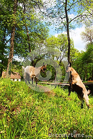 Two young brown domestic goats fighting Stock Photo