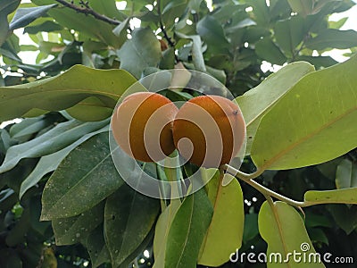 Young butter fruit with orange color Stock Photo