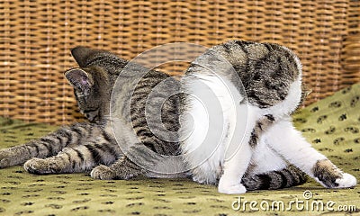Two young cats cleaning itself. Stock Photo