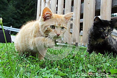 Two young cats Stock Photo