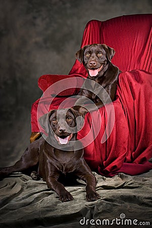 Two Young Chocolate Labs Stock Photo