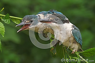 Two young collared kingfisher are looking for prey in the bush. Stock Photo