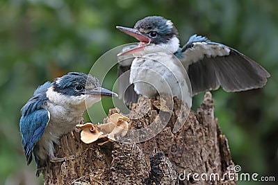 Two young collared kingfisher are sunbathing on rotten trees before starting their daily activities. Stock Photo