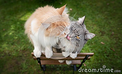 Kissing cats on a chair Stock Photo
