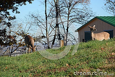 Two young deer Stock Photo