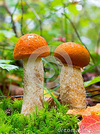 Two Young Edible Forest Mushroom orange-cap Boletus Among Green Moss And Dry Leaves In Autumn Forest Stock Photo