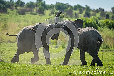 Two young elephants play fighting on grass Stock Photo