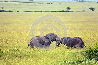 Two young elephants play in the savannah Stock Photo