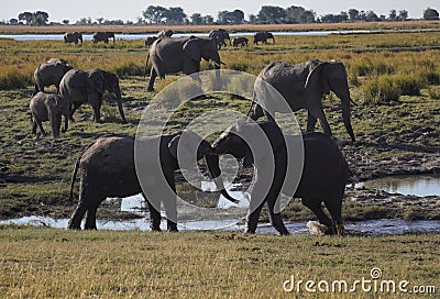 Two young fighting elephants. Stock Photo