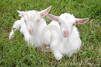 Two young goats. Stock Photo