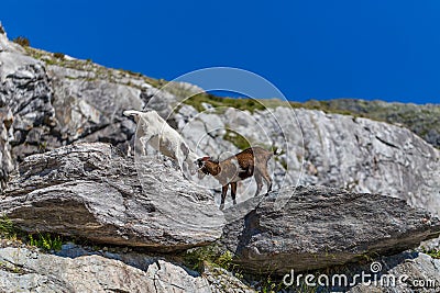 Two young goats play fight Stock Photo