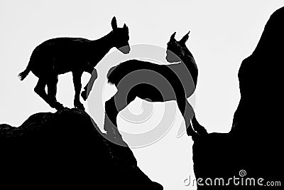 Two young goats play on hills. Stock Photo