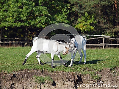 Two young goats play Stock Photo