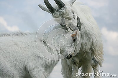 Two Young Goats Stock Photo