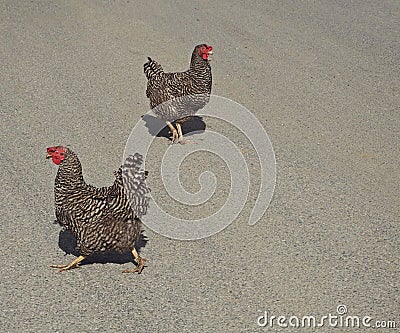 Two young gray chicken hen Stock Photo