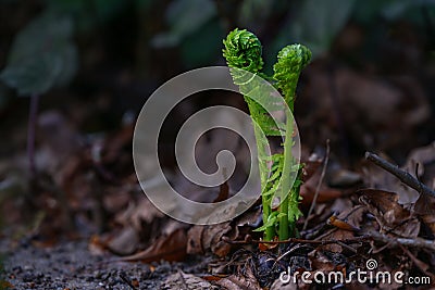 Two young green fern fronds unfurl on the dark forest floor in spring, metaphor for beginnings and togetherness, copy space, Stock Photo