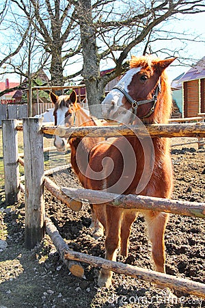 Two Young Horse in the Paddock Stock Photo