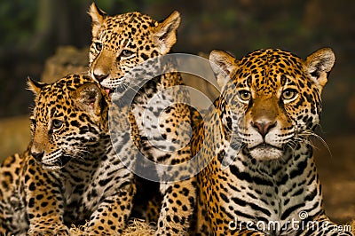 Jaguar Family Stock Photo - Image: 30000920