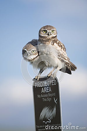 Two young juvenile burrowing owls perched atop a protected area sign Stock Photo