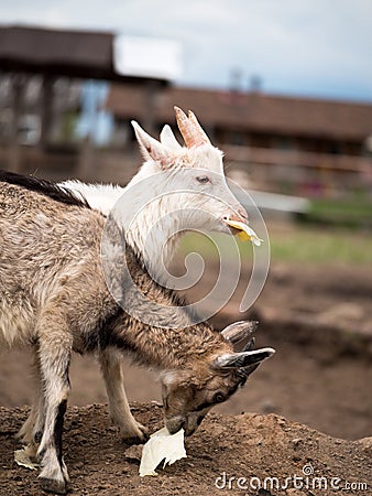 Two young kid closeup eating cabbage leaves Stock Photo