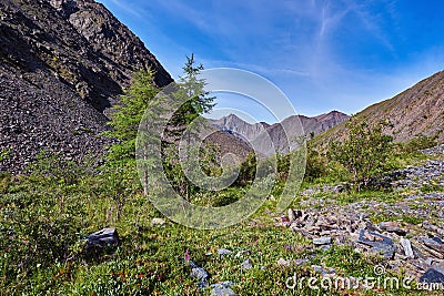 Two young larch (Larix sibirica) mountains of Eastern Siberia Stock Photo