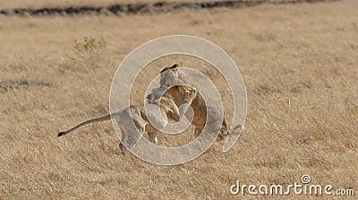 Two young lions playing in a grassland seen at Masaimara, Kenya Stock Photo