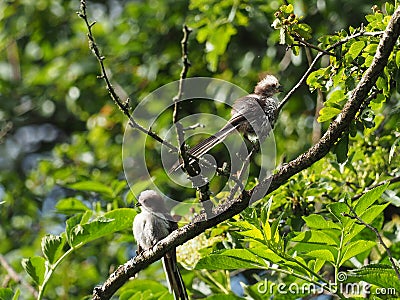 Two young longtailed tits in a tree Stock Photo