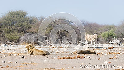 Two young male lazy Lions lying down on the ground. Zebra defocused walking undisturbed in the background. Wildlife safari in th Stock Photo