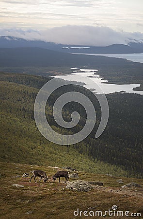 Two young male reindeer practicing their fight with stunning lake and forest landscape background Stock Photo