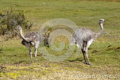 Two young ostrichs - struthio camelus - in National Park Torres del Paine, Chile Stock Photo