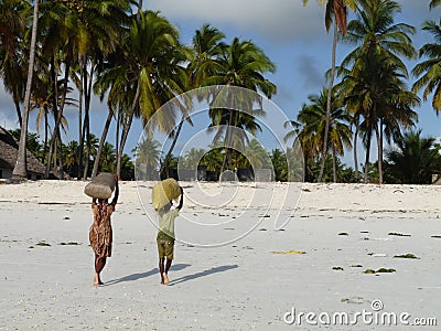 Two young people carrying sack of seaweed on beach, Jambiani, Zanzibar Editorial Stock Photo