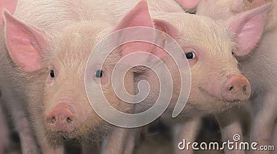 Two young pigs Stock Photo