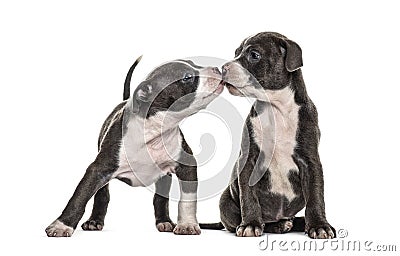 Two Young puppies American Bully sniffing each other to getting to know Stock Photo