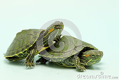 Two young red eared slider tortoises on a light blue background. Stock Photo