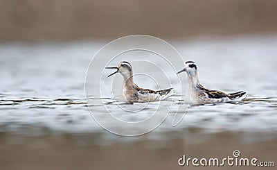 Two young Red-necked phalaropes swim together and cry loudly in cloudy weather Stock Photo