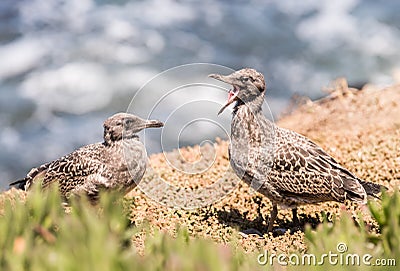 Two Young Seagull Fledglings Stock Photo